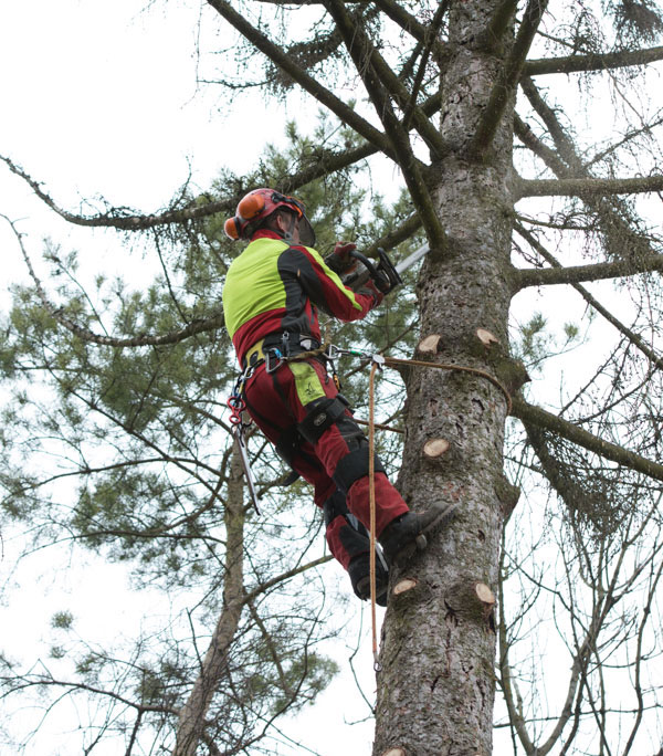 Tree care aßling