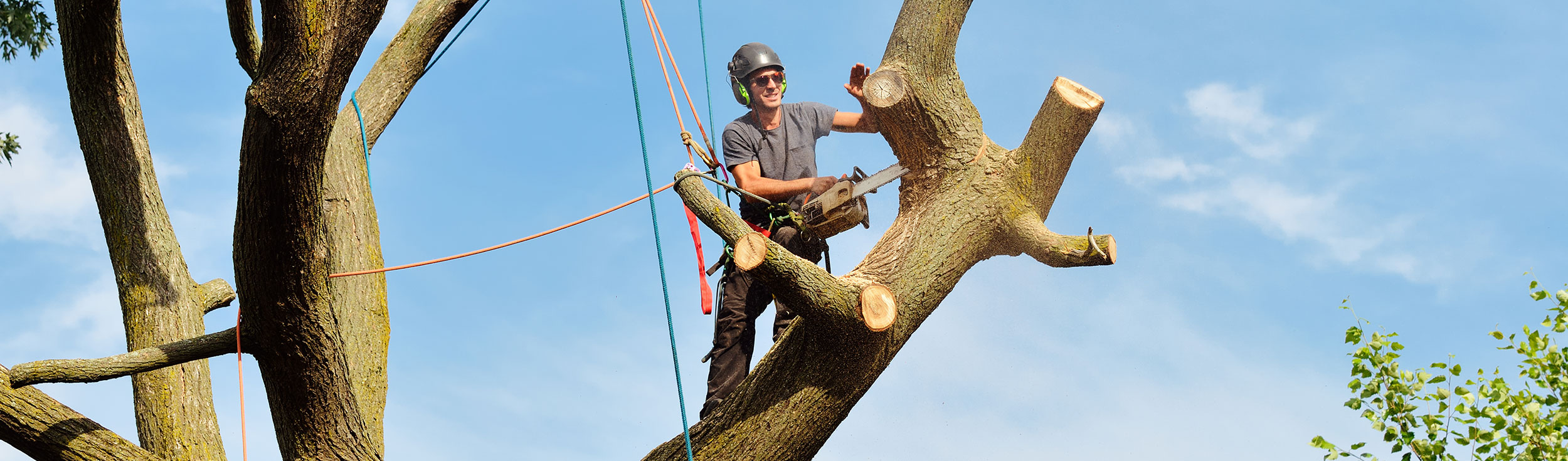 Baumfällung München Freiham Baum fällen